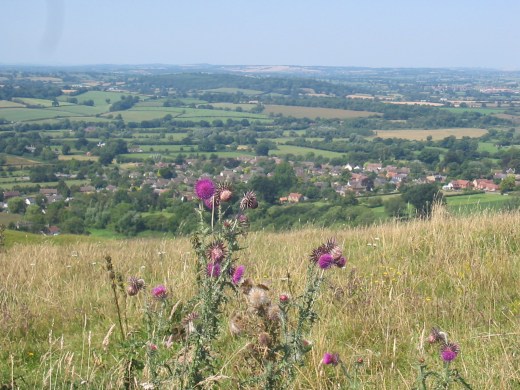 hambledon hill