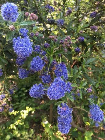 frances walk photo wed of easter week